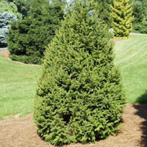   
Picea abies Pyramidalis